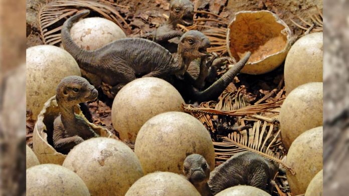 abnormal dinosaur egg in India's Madhya Pradesh