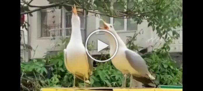 seagulls funny laughing
