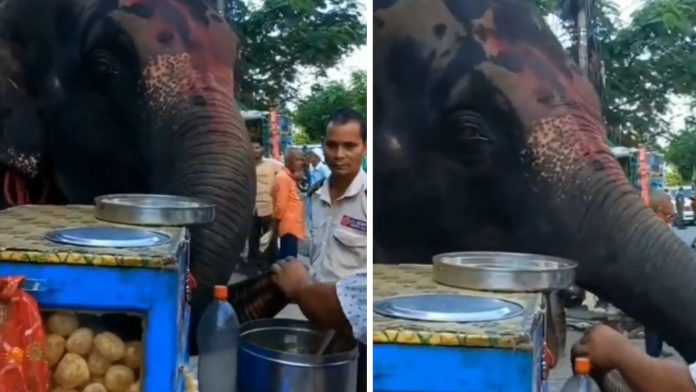 elephant eating panipuri