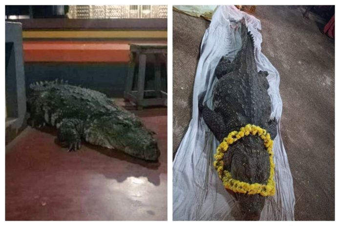 Vegetarian Crocodile Babiya
