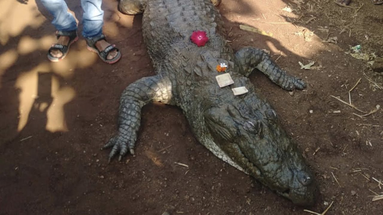 babiya vegetarian crocodile