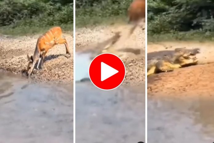crocodile hunts a deer