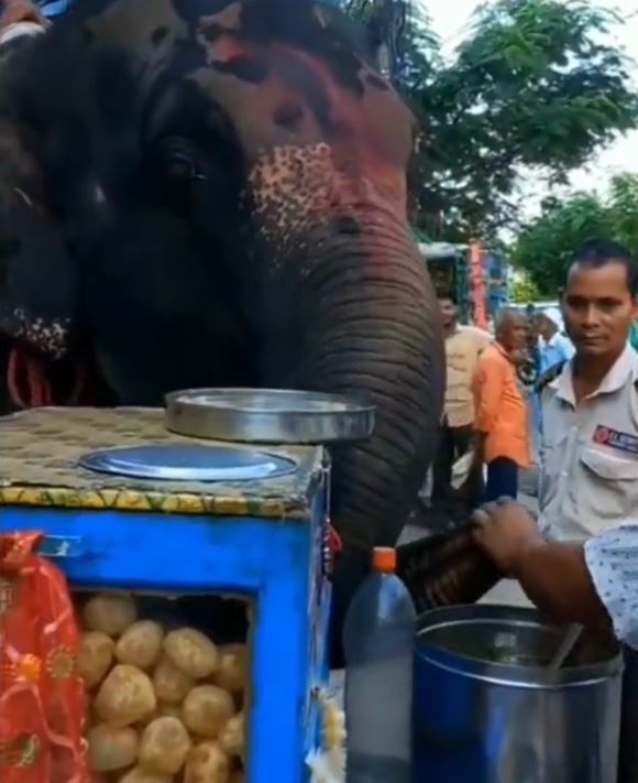 elephant eating golgappa