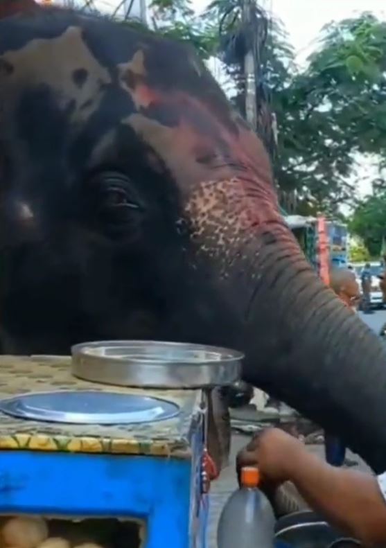 elephant eating puchka