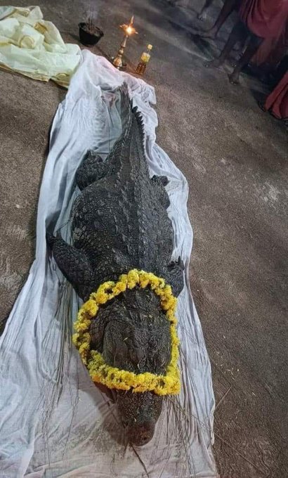 vegetarian crocodile babiya death
