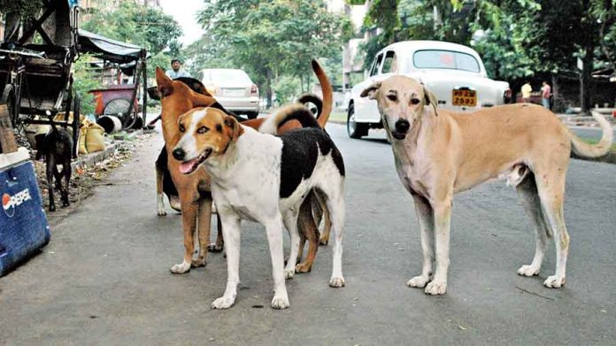 street-dogs-killed