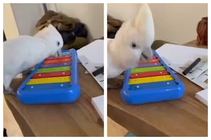 parrot-playing-piano