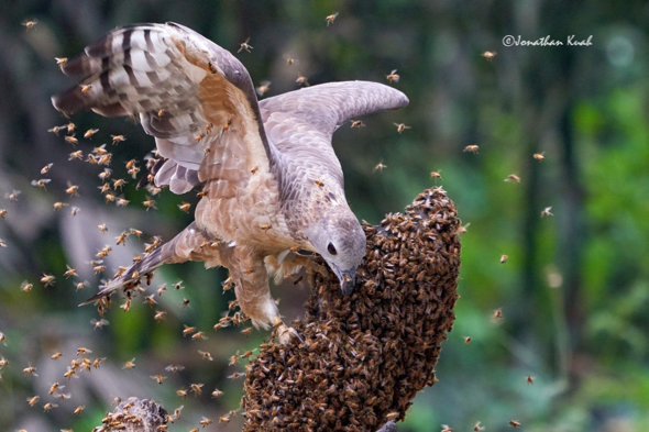 Honey-Buzzard-bee nest